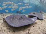 Stingray (Dasyatis Thetidis)  Cozumel  Mexico  Caribbean  North America