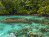 Giant Clams in the Clear Waters of the Marovo Lagoon  Solomon Islands  Pacific