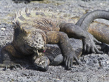 Galapagos Marine Iguana (Amblyrhynchus Cristatus)  Galapagos  UNESCO World Heritage Site  Ecuador