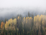 Yellow Aspens and Evergreens with Low Clouds  Wasatch-Cache National Forest  Utah  USA