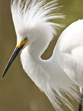 Snowy Egret (Egretta Thula)  Everglades  Florida  United States of America  North America