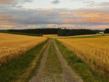 Rural Scene  Villingen-Schwenningen  Black Forest  Schwarzwald-Baar  Baden-Wurttemberg  Germany