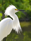 Snowy Egret (Egretta Thula)  Everglades  Florida  United States of America  North America