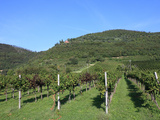 Vineyard  Vincenza  Veneto  Italy  Europe
