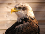 African Fish Eagle (Haliaeetus Vocifer) or to Distinguish it from True Fish Eagles (Ichthyophaga)
