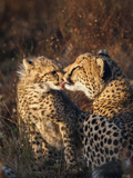 Cheetah (Acinonyx Jubatus) with Cub  Phinda Private Game Reserve  Kwazulu Natal  South Africa