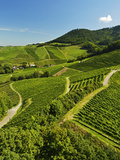Vineyards  Ortenberg  Ortenau  Baden-Wurttemberg  Germany  Europe