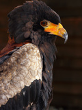 Bateleur (Terathopius Ecaudatus)  Resident in Sub-Saharan Africa  in Captivity in UK