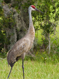 Sandhill Crane (Grus Canadensis)  Everglades  Florida  United States of America  North America