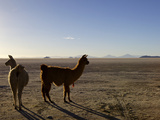 Llama and Alpaca on Salt Flats  Salar de Uyuni  Southwest Highlands  Bolivia  South America