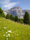 Sella Pass and Daisies  Trento and Bolzano Provinces  Italian Dolomites  Italy  Europe
