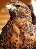 Harris Hawk (Parabuteo Unicinctus)  Breeds in Southern USA  Chile and Argentina  Captivity in UK