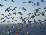 Herring Gulls  England  United Kingdom  Europe
