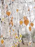 Frost-Covered Birch Branches and Leaves  Town of Cakovice  Prague  Czech Republic  Europe