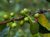 Coffee Beans  Highlands  Papua New Guinea  Pacific