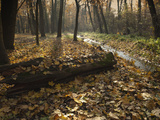 Autumn Leaves in Forest Along Cervenomlynsky Creek  Village of Miskovice  Prague  Czech Republic