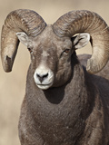 Bighorn Sheep (Ovis Canadensis) Ram  Clear Creek County  Colorado  USA  North America