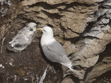Black-Legged Kittiwake (Rissa Tridactyla)  Isle of Lunga  Inner Hebrides  Scotland  UK  Europe
