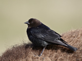 Brown-Headed Cowbird (Molothrus Ater)  Yellowstone National Park  Wyoming  USA  North America