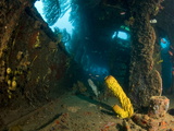 Coral Growth Inside Wreck of Lesleen M Freighter  Sunk in 1985 in Anse Cochon Bay  St Lucia
