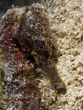Longsnout Seahorse (Hippocampus Reidi)  Uncommon to Caribbean  St Lucia  West Indies
