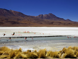Flamingos on Laguna Canapa  Southwest Highlands  Bolivia  South America