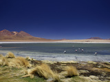Flamingos on Laguna Canapa  South Lipez  Southwest Highlands  Bolivia  South America