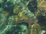 Black Tipped Sharks in the Crystal Clear Waters of the Marovo Lagoon  Solomon Islands  Pacific