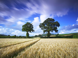 Cornfields  Exe Valley  Devon  England  United Kingdom  Europe