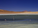 Flamingos on Laguna Canapa  South Lipez  Southwest Highlands  Bolivia  South America