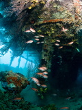 Coral Growth Inside Wreck of Lesleen M Freighter  Sunk in 1985 in Anse Cochon Bay  St Lucia