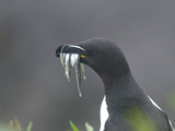 Razorbill (Alca Torda)  Lunga  Inner Hebrides  Scotland  United Kingdom  Europe