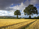Cornfields  Exe Valley  Devon  England  United Kingdom  Europe