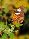 Hecales Longwing Butterfly (Heliconius Hecale)  Widespread across South America