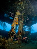 Coral Growth Inside Wreck of Lesleen M Freighter  Sunk in 1985 in Anse Cochon Bay  St Lucia