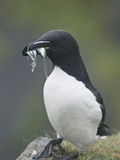 Razorbill (Alca Torda)  Lunga  Inner Hebrides  Scotland  United Kingdom  Europe
