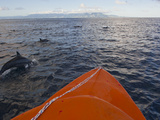 Dolphins Swimming with a Boat  Savo Island  Solomon Islands  Pacific