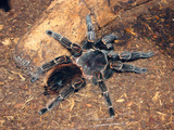Brazilian Salmon Pink Bird-Eating Tarantula (Lasiodora Parahybana) from Northeastern Brazil
