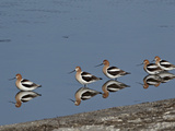 Five American Avocet (Recurvirostra Americana)  Yellowstone National Park  Wyoming  USA