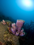 Azure Vase Sponge (Callyspongia Plicifera)  and Sunburst  St Lucia  West Indies  Caribbean