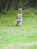 Eastern Grey Kangaroo (Macropus Giganteus) Mother with Baby Joey in Blue Mountains Area  Australia