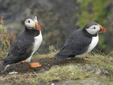 Atlantic Puffin (Fratercula Arctica)  Lunga  Inner Hebrides  Scotland  United Kingdom  Europe