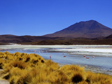 Flamingos on Laguna Canapa  South Lipez  Southwest Highlands  Bolivia  South America