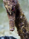 Longsnout Seahorse (Hippocampus Reidi)  Uncommon to Caribbean  St Lucia  West Indies