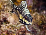 Harlequin Bass (Serranus Tigrinus)  St Lucia  West Indies  Caribbean  Central America