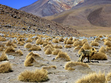 Wild Fox Near the Shore of the Laguna Canapa  Southwest Highlands  Bolivia  South America