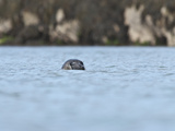 Grey Seal (Halichoerus Grypus) on the Cairns of Coll  Hebrides  Scotland  United Kingdom  Europe