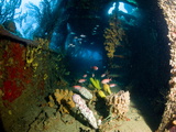 Coral Growth Inside Wreck of Lesleen M Freighter  Sunk in 1985 in Anse Cochon Bay  St Lucia