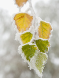 Frost-Covered Birch Leaves  Town of Cakovice  Prague  Czech Republic  Europe