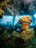 Coral Growth Inside Wreck of Lesleen M Freighter  Sunk in 1985 in Anse Cochon Bay  St Lucia
